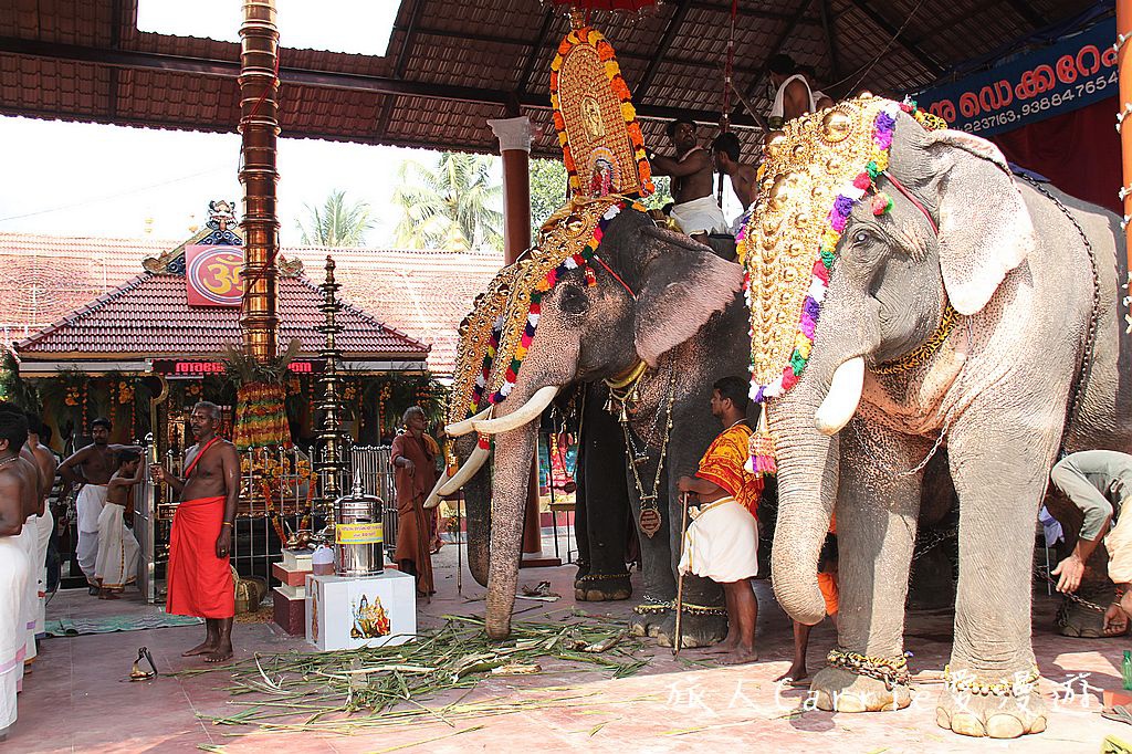 【南印喀拉拉旅游】以热烈印度教祭典迎接南印喀拉拉的第1天喀拉拉象