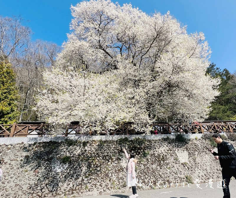 觀霧國家森林遊樂區 霧社櫻王〜北台最大的霧社櫻，花瓣潔白如雪