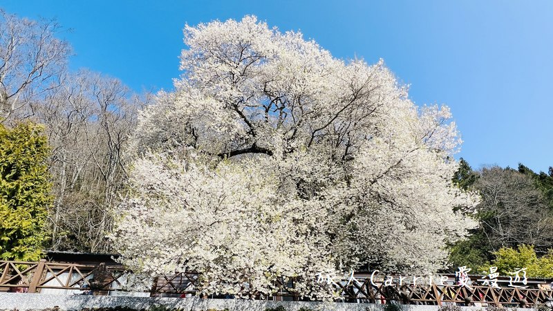 觀霧國家森林遊樂區 霧社櫻王〜北台最大的霧社櫻，花瓣潔白如雪