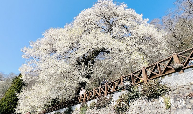 觀霧國家森林遊樂區 霧社櫻王〜北台最大的霧社櫻，花瓣潔白如雪