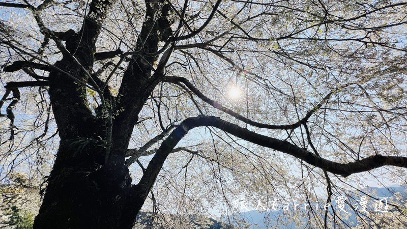 觀霧國家森林遊樂區 霧社櫻王〜北台最大的霧社櫻，花瓣潔白如雪