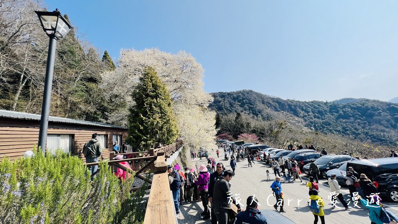 觀霧國家森林遊樂區 霧社櫻王〜北台最大的霧社櫻，花瓣潔白如雪