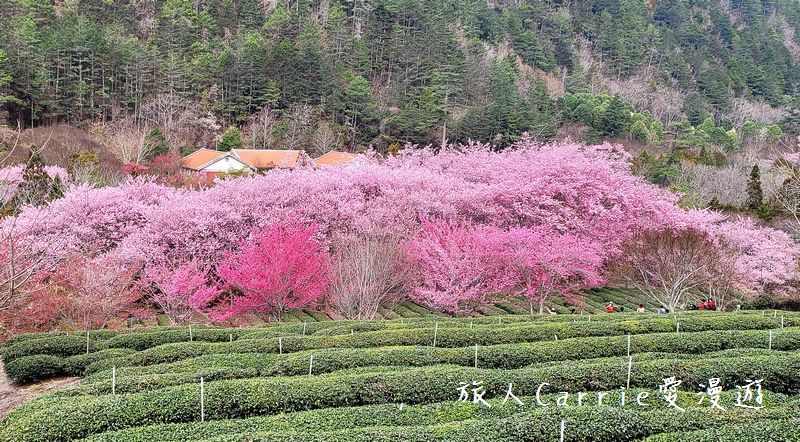 蟬說：霧語WooYuu〜新竹景點懶人包，高海拔新竹豪華露營G