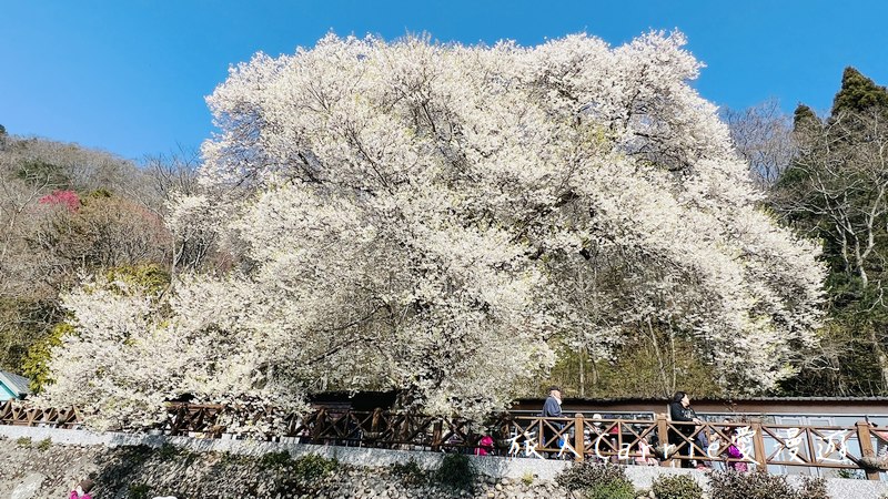 蟬說：霧語WooYuu〜新竹景點懶人包，高海拔新竹豪華露營G