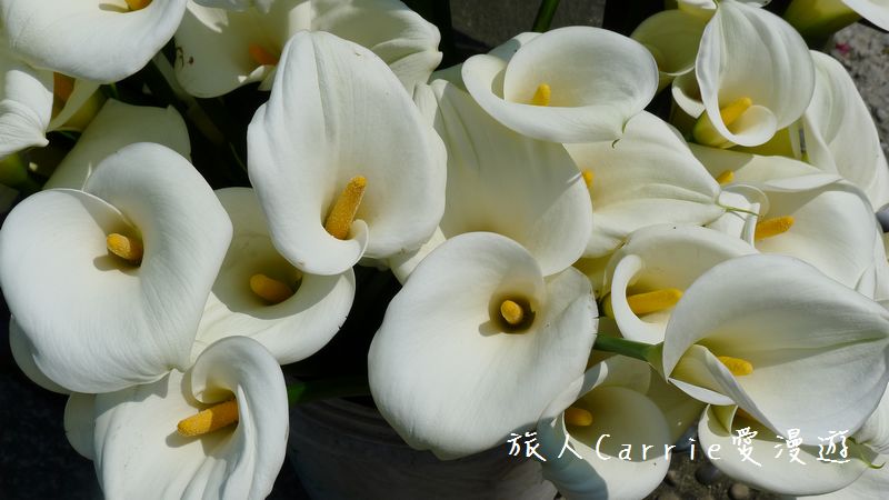 蟬說：暖硫ChanShuo Warm Flow～台北陽明山第